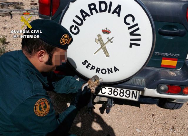 La Guardia Civil recupera en Jumilla un ejemplar herido de cernícalo - 3, Foto 3