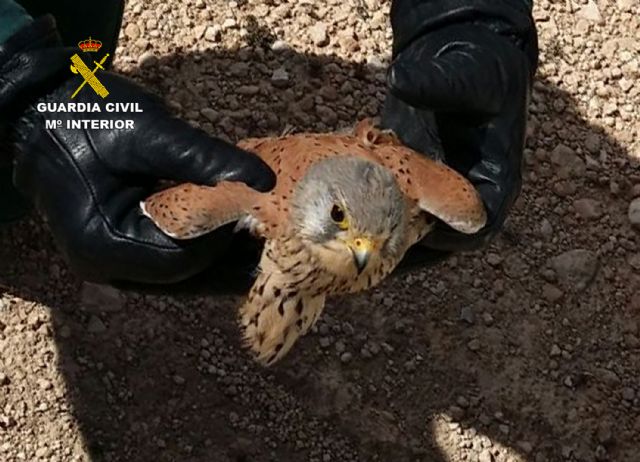 La Guardia Civil recupera en Jumilla un ejemplar herido de cernícalo - 4, Foto 4