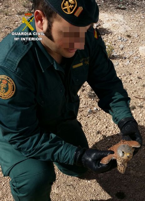 La Guardia Civil recupera en Jumilla un ejemplar herido de cernícalo - 5, Foto 5
