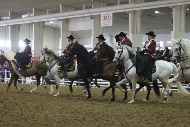 Ayer dio comienzo en una nueva edición del Salón Internacional de Caballos de Razas Puras - 1, Foto 1