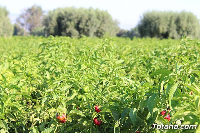 Asaja Murcia solicita al gobierno de Pedro Sánchez que considere la actividad agrícola y ganadera como “prioritarias” - 2, Foto 2