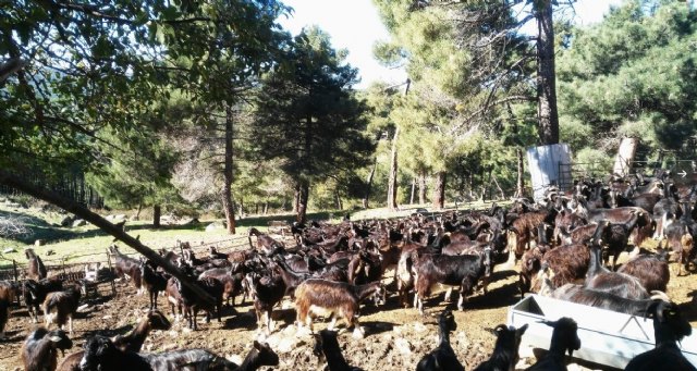 El sector de la leche de cabra constata la difícil situación de ganaderos y fabricantes de quesos por la falta de rentabilidad - 1, Foto 1
