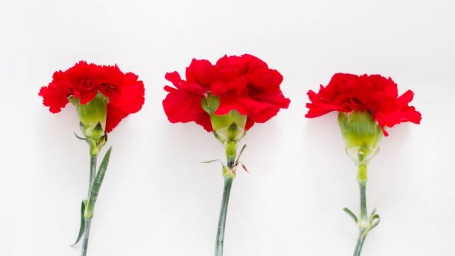 FESTEJOS| Premio Cartel Fiestas de San Isidro 2023 – hasta el 12 de abril - 1, Foto 1