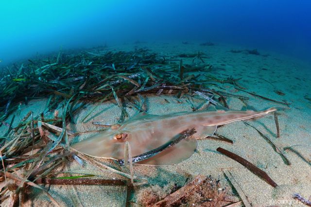 La UMU refuerza su compromiso con el estudio del pez guitarra común y otras rayas y tiburones de la Región de Murcia - 1, Foto 1