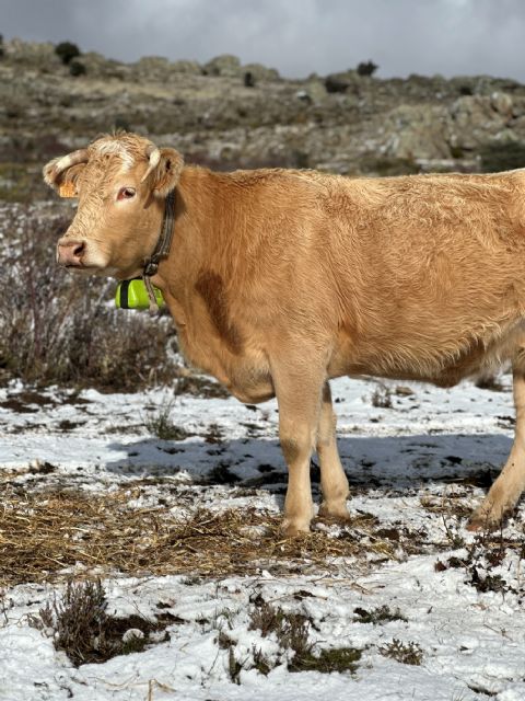 DEKRA habilita la conectividad NTN de Skylo con el primer localizador por satélite para ganado de Digitanimal - 2, Foto 2