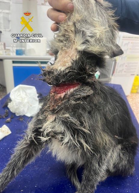 La Guardia Civil detiene a un vecino de Abarán por abandono y maltrato animal - 2, Foto 2