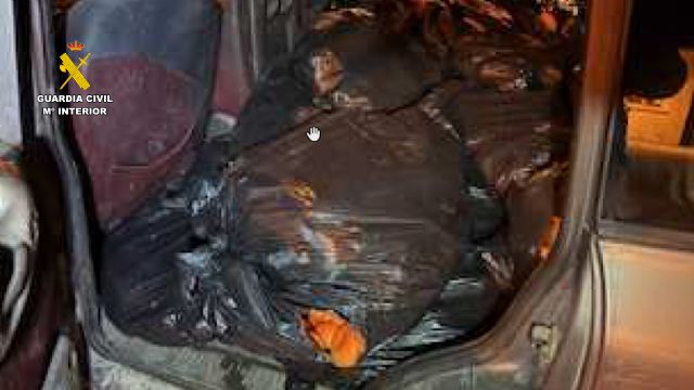 La Guardia Civil detiene a los dos presuntos autores de la sustracción de fruta en una finca de Campos del Río - 3, Foto 3