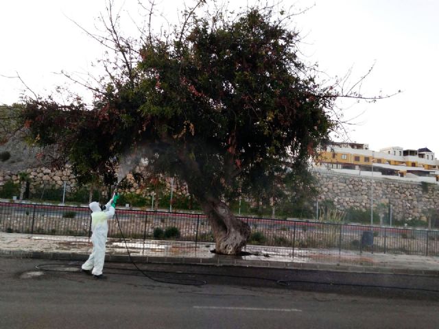 El Ayuntamiento aplica un tratamiento intensivo para 'mejorar la salud' de un algarrobo en la Urbanización los Jardines - 1, Foto 1