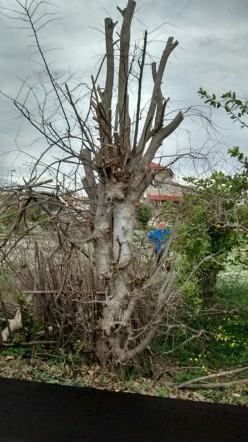 Cambiemos Murcia denuncia la poda extrema de árboles en Era Alta - 1, Foto 1