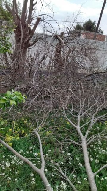 Cambiemos Murcia denuncia la poda extrema de árboles en Era Alta - 3, Foto 3