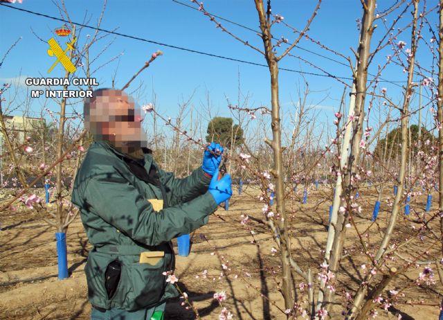 La Guardia Civil investiga a un agricultor por la multiplicación de material vegetal protegido sin autorización - 1, Foto 1