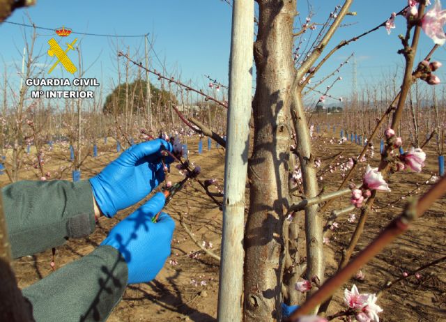 La Guardia Civil investiga a un agricultor por la multiplicación de material vegetal protegido sin autorización - 2, Foto 2