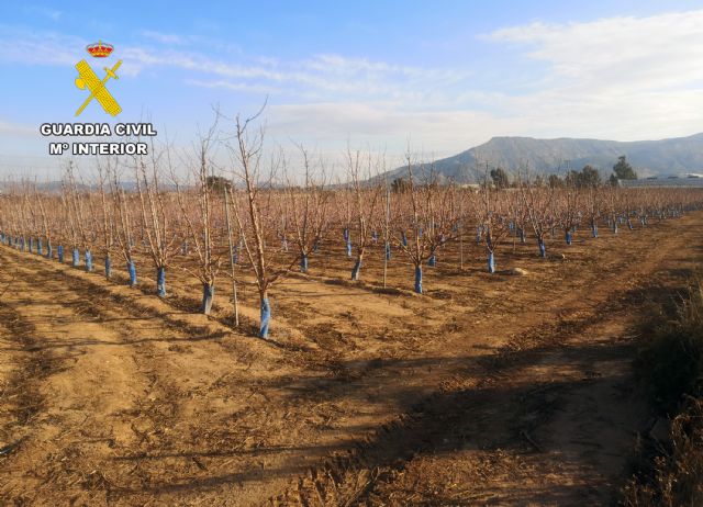 La Guardia Civil investiga a un agricultor por la multiplicación de material vegetal protegido sin autorización - 3, Foto 3