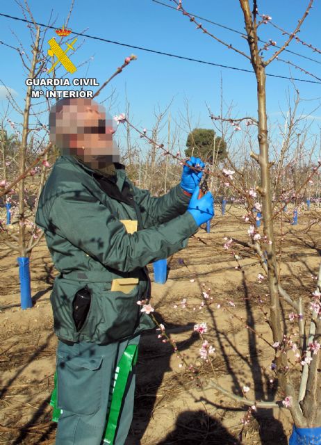La Guardia Civil investiga a un agricultor por la multiplicación de material vegetal protegido sin autorización - 4, Foto 4