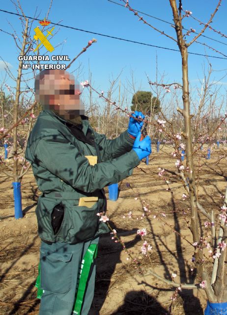 La Guardia Civil investiga a un agricultor por la multiplicación de material vegetal protegido sin autorización - 4, Foto 4