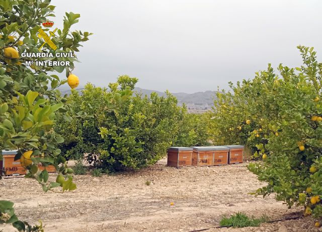 La Guardia Civil investiga a dos personas por el hurto de colmenas en tres explotaciones apícolas - 2, Foto 2