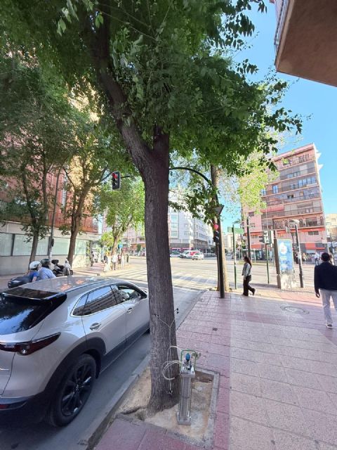El Ayuntamiento de Murcia inicia la campaña de endoterapia para prevenir plagas en el arbolado urbano - 2, Foto 2