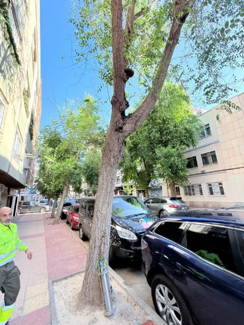 El Ayuntamiento de Murcia inicia la campaña de endoterapia para prevenir plagas en el arbolado urbano - 3, Foto 3