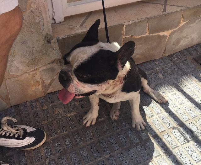 La Policía Local rescata a un perro extraviado y maltratado y lo devuelve a su dueña gracias a las redes sociales - 1, Foto 1