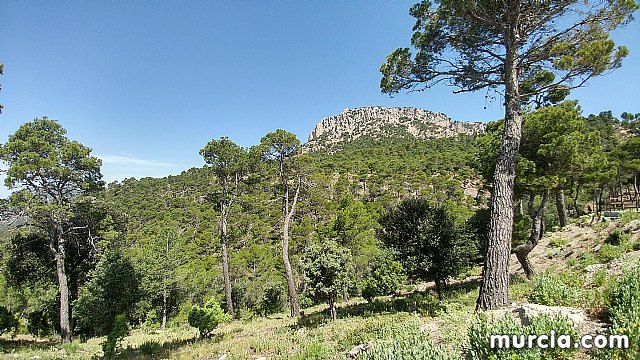 Entrevista a Chescos Romera El León de las Terreras en pleno corazón de Sierra Espuña - 3, Foto 3