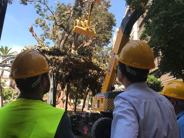 Continúan esta mañana los trabajos para sanear el ficus de Santo Domingo y asegurar el entorno para los ciudadanos - 1, Foto 1