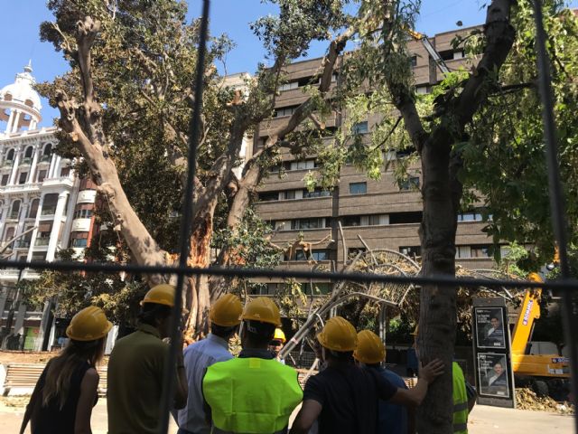 Continúan esta mañana los trabajos para sanear el ficus de Santo Domingo y asegurar el entorno para los ciudadanos - 2, Foto 2