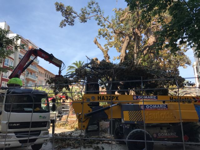 Continúan esta mañana los trabajos para sanear el ficus de Santo Domingo y asegurar el entorno para los ciudadanos - 3, Foto 3