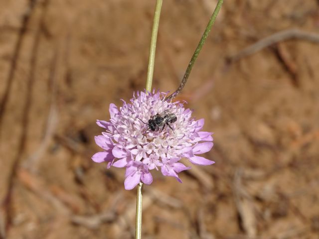 Los jardines de Cartagena se adaptan para garantizar la conservación de los polinizadores - 1, Foto 1