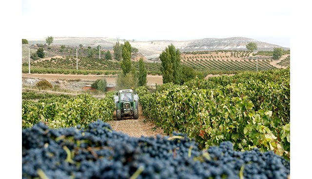 La ruina de los viticultores acecha tras la pandemia - 1, Foto 1