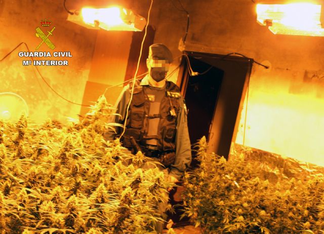 La Guardia Civil desmantela una nutrida organización criminal dedicada al cultivo y tráfico de droga en la comarca del Noroeste - 5, Foto 5
