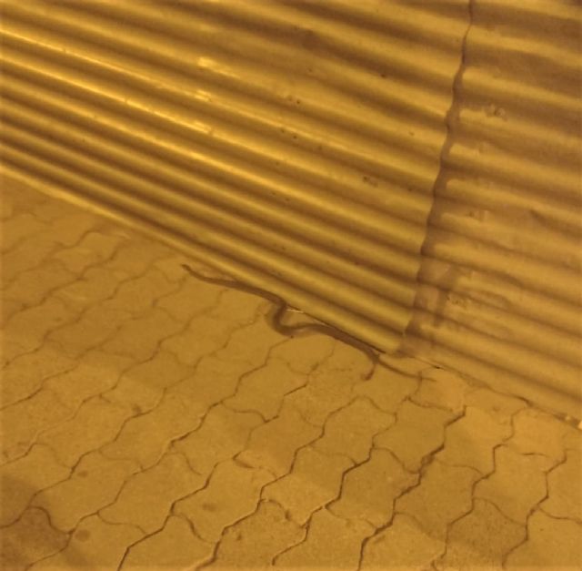 Vecinos del casco histórico denuncian plagas de garrapatas en las calles Martín Piñero y La Vela, cuyas mordeduras ya han afectado a varios niños - 1, Foto 1