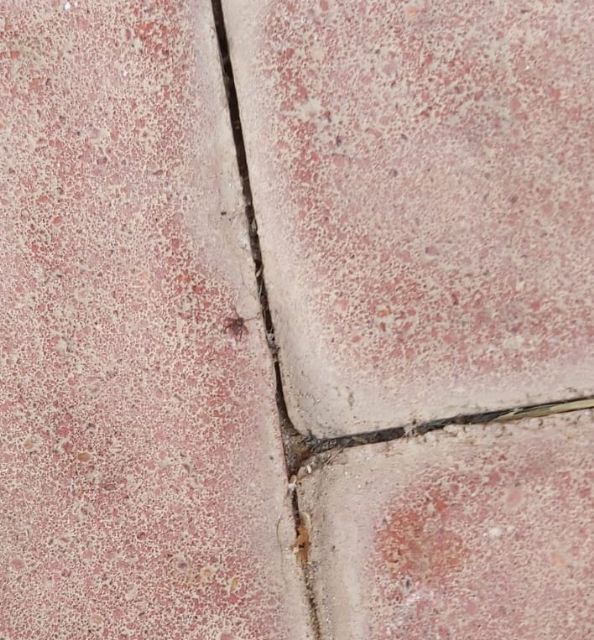 Vecinos del casco histórico denuncian plagas de garrapatas en las calles Martín Piñero y La Vela, cuyas mordeduras ya han afectado a varios niños - 2, Foto 2