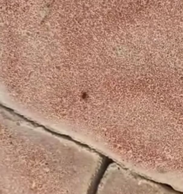 Vecinos del casco histórico denuncian plagas de garrapatas en las calles Martín Piñero y La Vela, cuyas mordeduras ya han afectado a varios niños - 4, Foto 4