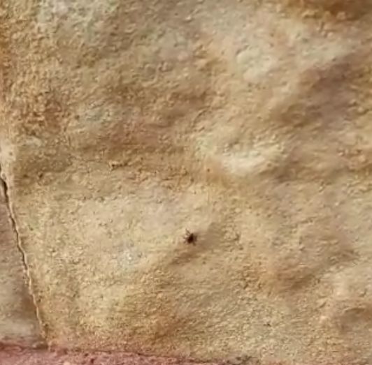 Vecinos del casco histórico denuncian plagas de garrapatas en las calles Martín Piñero y La Vela, cuyas mordeduras ya han afectado a varios niños - 5, Foto 5