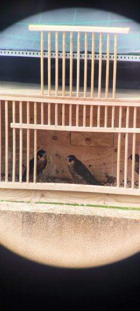 Tres nuevos halcones mantendrán controlada la población de palomas en el casco urbano - 3, Foto 3