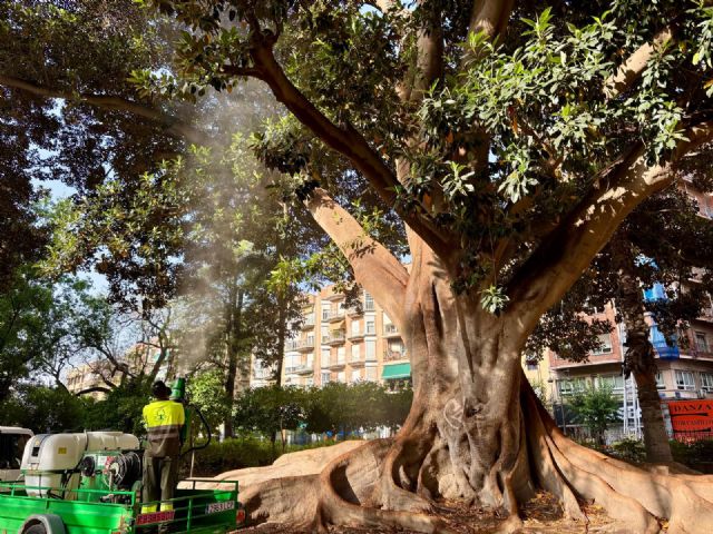 Los ficus del municipio comienzan a recibir riego extraordinario para garantizar su salud ante el aumento de las temperaturas - 3, Foto 3