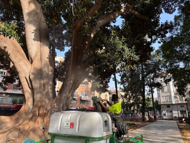 Los ficus del municipio comienzan a recibir riego extraordinario para garantizar su salud ante el aumento de las temperaturas - 4, Foto 4
