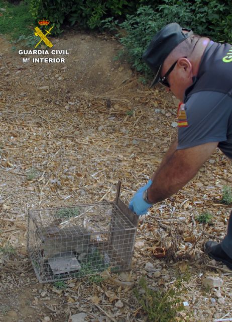 La Guardia Civil se incauta de 26 jaulas- trampa para conejos de campo - 4, Foto 4