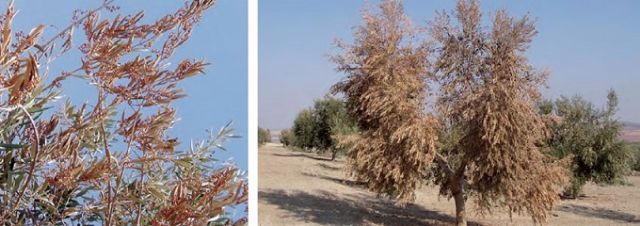 IU-Verdes vuelve a pedir acciones frente al 'ébola del olivo' que ya está a 200 km de Lorca - 1, Foto 1