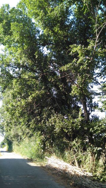 Huermur denuncia que el Ayuntamiento pretende entubar un tramo del Azarbe de Tierra Roya - 3, Foto 3