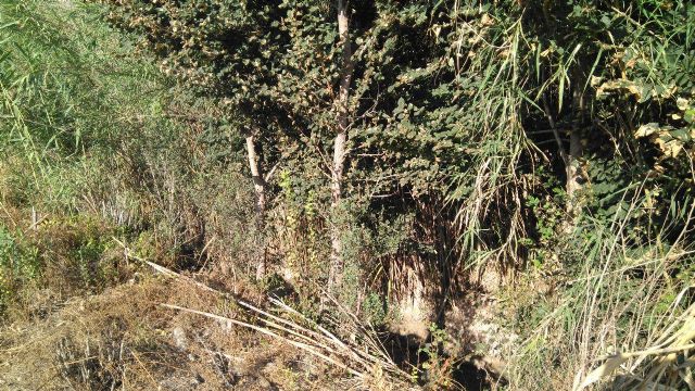 Huermur denuncia que el Ayuntamiento pretende entubar un tramo del Azarbe de Tierra Roya - 4, Foto 4