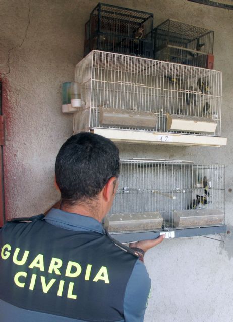 La Guardia Civil investiga a una persona por la posesión ilícita de jilgueros - 1, Foto 1