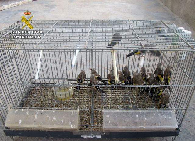 La Guardia Civil investiga a una persona por la posesión ilícita de jilgueros - 2, Foto 2