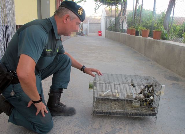La Guardia Civil investiga a una persona por la posesión ilícita de jilgueros - 3, Foto 3