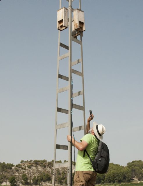 Un 65 % de los refugios artificiales instalados por voluntarios son ocupadas por los murciélagos - 3, Foto 3