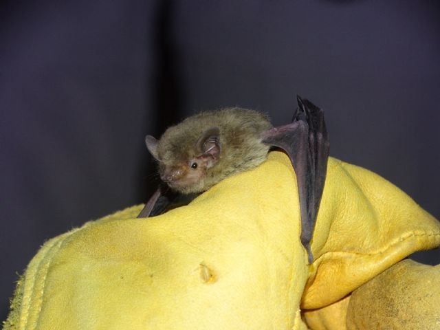 Un 65 % de los refugios artificiales instalados por voluntarios son ocupadas por los murciélagos - 1, Foto 1