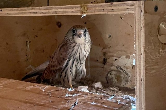 Suelta de dos ejemplares de cerncalo primilla en los Saladares del Guadalentn, Foto 1
