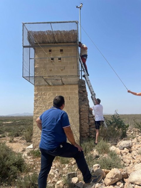 Suelta de dos ejemplares de cerncalo primilla en los Saladares del Guadalentn, Foto 2