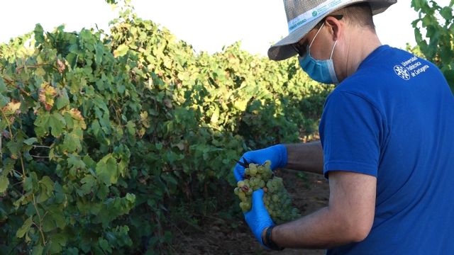 Estudiantes y profesores se reencuentran en la Fiesta de la Vendimia de la UPCT - 1, Foto 1