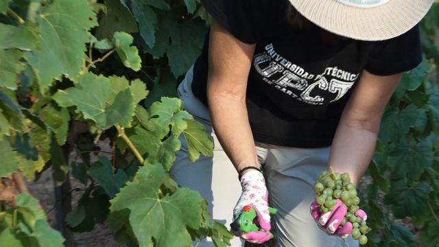 Estudiantes y profesores se reencuentran en la Fiesta de la Vendimia de la UPCT - 3, Foto 3